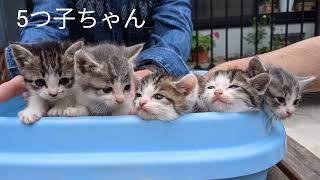 近所で生まれた子猫を見に行っただけなのに