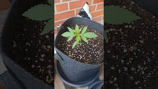Autoflower Balkon Grow 2026