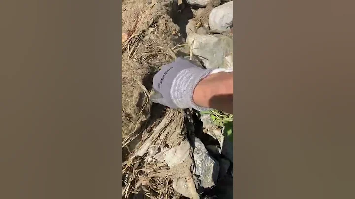 L.A. River Cleanup with FoLAR: unraveling junk fro...