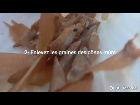 Vidéo: Cèdre De Sibérie (42 Photos) : Description Du Pin. Planter Et Cultiver Des Semis Dans Le Pays. Comment Un Arbre Fleurit-il ? Caractéristiques Du Système Racinaire. Quand Commence-t