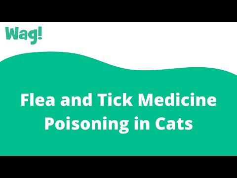 Video: Flea At Tick Medicine Poisoning Sa Cats