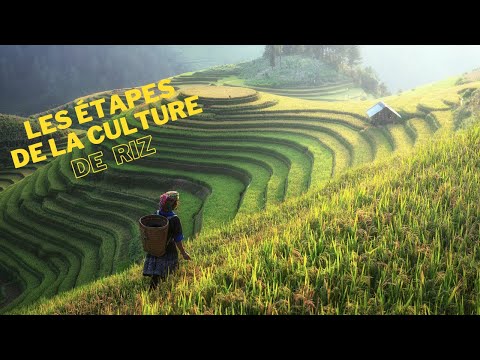 Vidéo: Pourquoi les appelle-t-on rizières ?