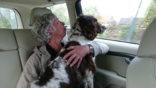Springer Spaniel Who Lived In A Small Cage For Years Adopted By Loving Family