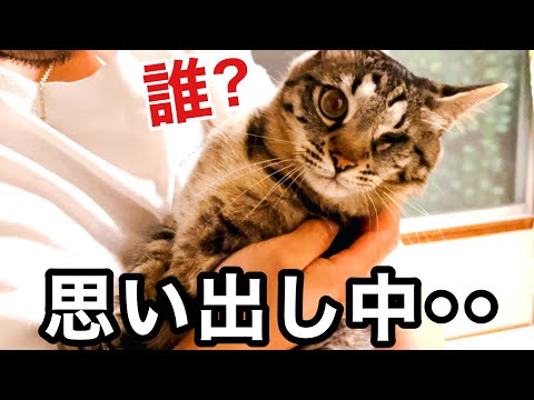 ねこまるけ / Full of cats