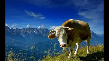 Membuat program Matlab dari Algoritma kasus deret aritmatika/geometri