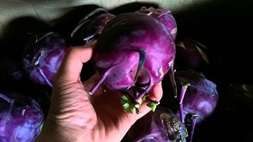 Su Hào Tím Đà Lạt | Tuấn Nguyên Corp