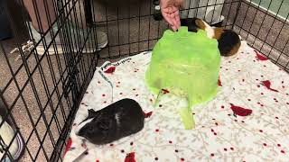 Meet Quico and Chavo, guinea pigs up for adoption!