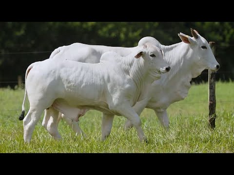 LOTE 130 - CSCF 7642