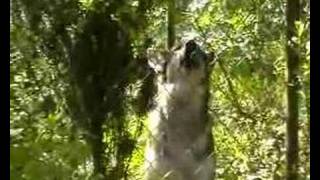 Wolfsheulen Hundeheulen Heulen Cindy Heult