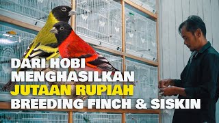 BERAWAL DARI SEKEDAR HOBI , HINGGA MENGHASILKAN JUTAAN RUPIAH, BREEDING FINCH DAN SISKIN