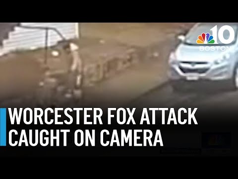 Woman attacked by fox in Worcester - YouTube