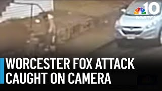 Woman attacked by fox in Worcester