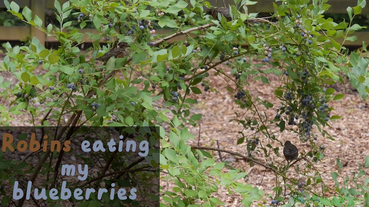 Robins eating my blueberries YouTube