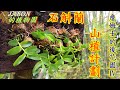 【石斛蘭】詹姆士的後花園 Ⅳ-山植計劃 - Part 20