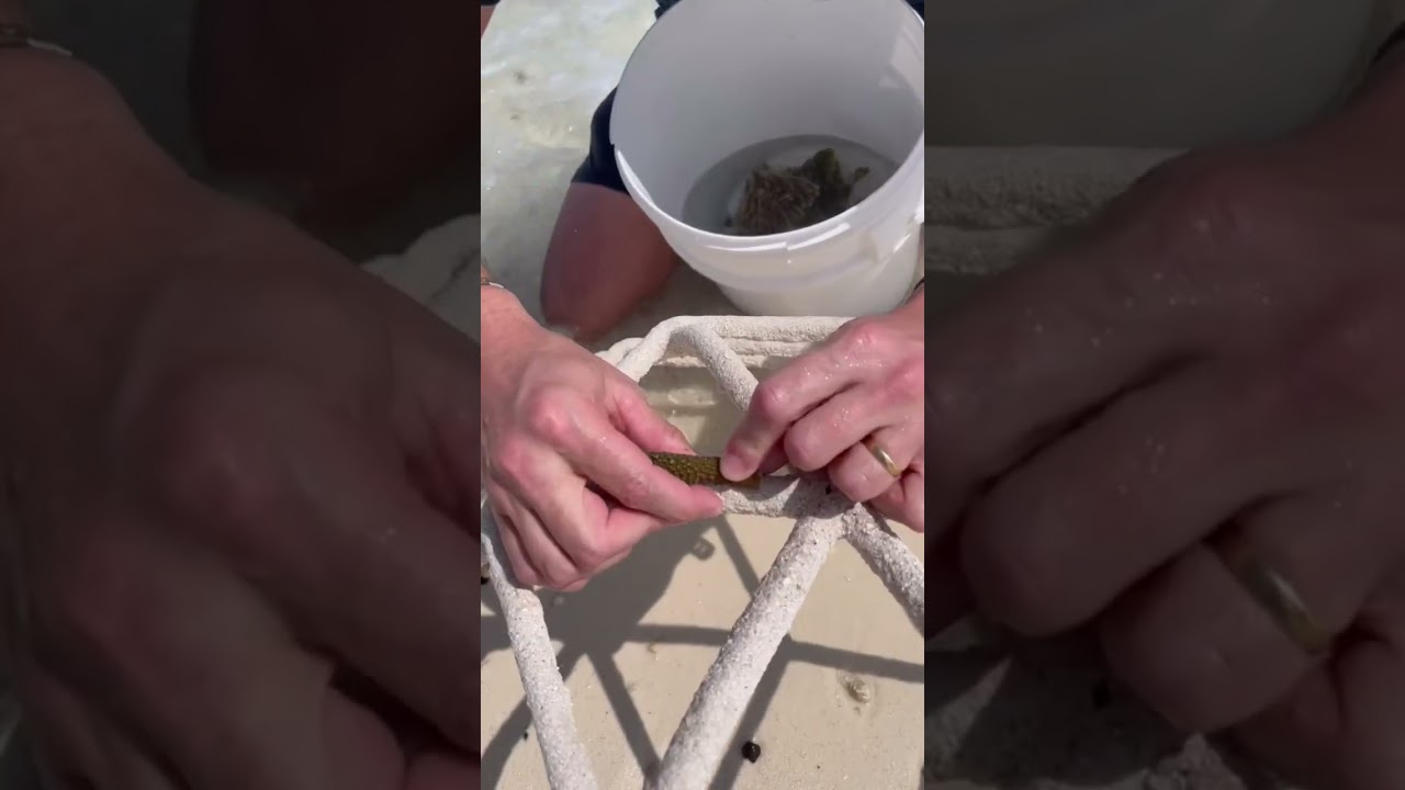 Restore Coral Step By Step 