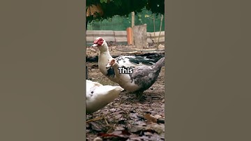 Duck Farm Startup Costs: What You Need to Know!