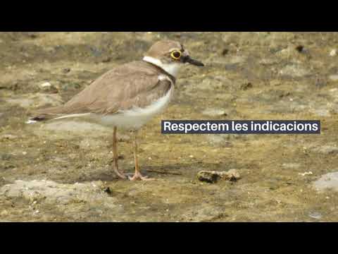 Vídeo: Excrements D’ocells, Foc I Altres Maneres Inesperades De Rejovenir
