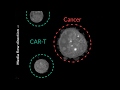 [Holotomography] CAR T-cells attacking a cancer cell