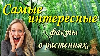 Самые интересные факты о растениях.