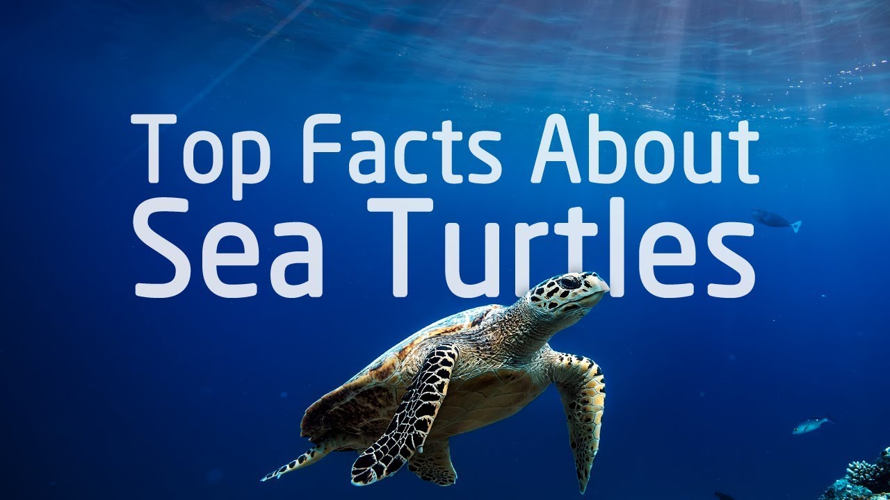 Top Sea Turtle Facts That Proves How Fascinating They Are - YouTube