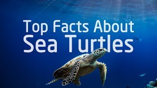 Top Sea Turtle Facts That Proves How Fascinating They Are