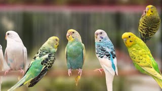 Budgie singing to mirror | Parakeet Sounds