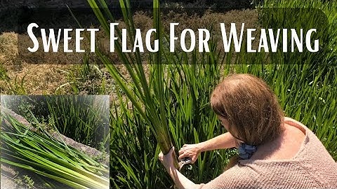 Harvesting Sweet Flag by the Pond | Natural Weaving in a Wild Setting 🌿💚 #basketry #sweetflag