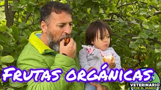 Frutas orgánicas by VETERINARIO POR EL MUNDO 398 views 2 years ago 4 minutes, 37 seconds