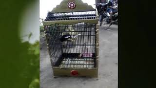 Kicau Burung Kacer Ketakutan Melihat Burung Elang Terbang | Kacer gacor