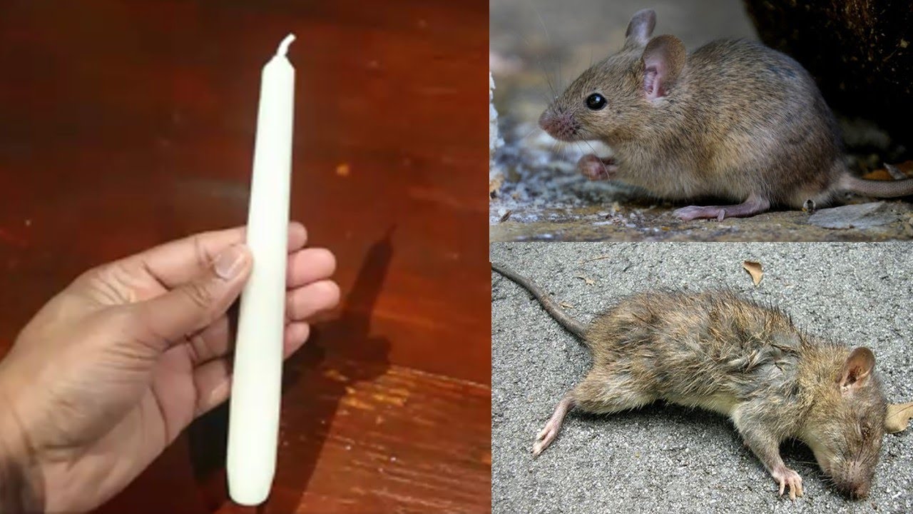 MAGIC CANDLE  How To Kill Rats Within 10 minutes  Home Remedy  Magic Ingredient  Mr Maker
