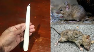 MAGIC CANDLE || How To Kill Rats Within 10 minutes || Home Remedy || Magic Ingredient | Mr. Maker