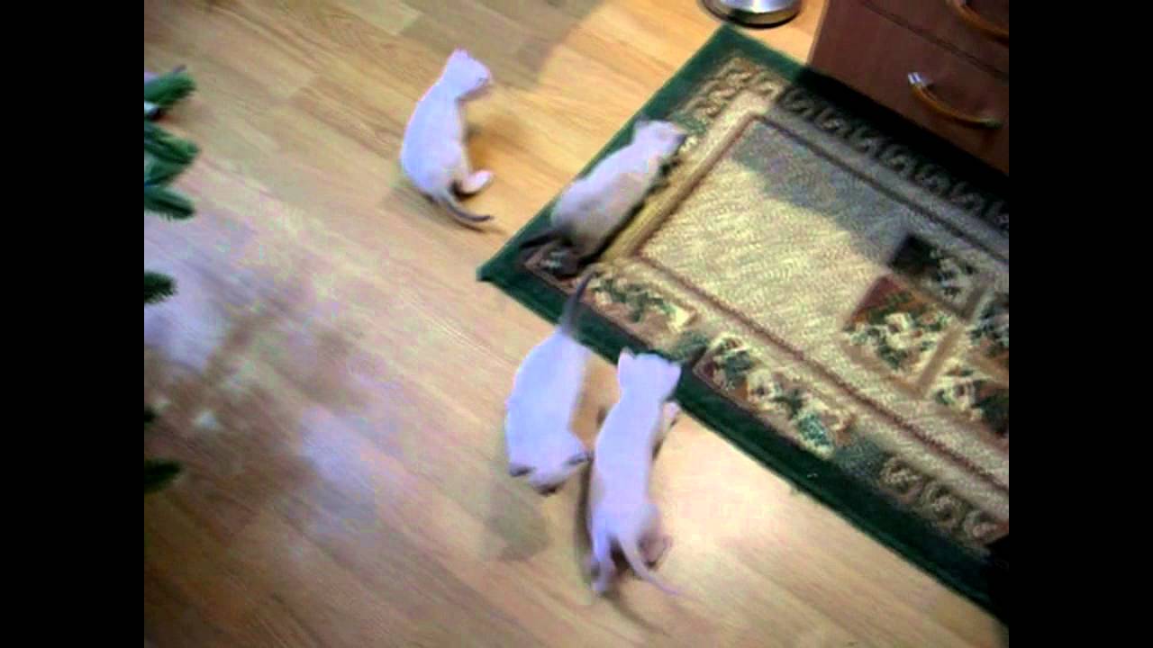 Как быстро растут котята до полутора месяцев! Улётное видео! Тайские кошки - это чудо! Funny Cats