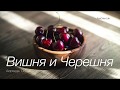 Вишня и Черешня Аюрведа Основы