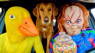 Puppy surprises Rubber ducky & Chucky Car Ride Chase!