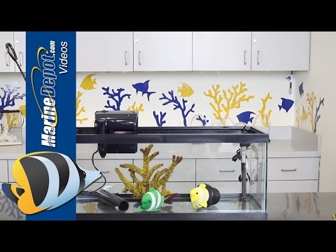 Video: Quarantine Aquarium