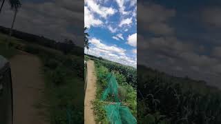 corn silage making process for animals food purpose #popcorn #cornsilage #silage #food #animalsfood