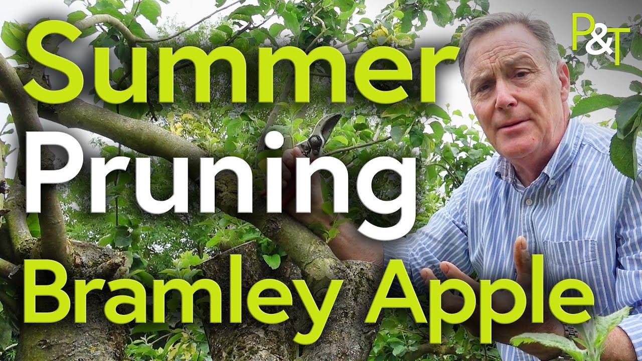 Bramley Apple Tree Summer Prune Pots Trowels YouTube bramley-apple-tree-summer-prune-pots-trowels-youtube