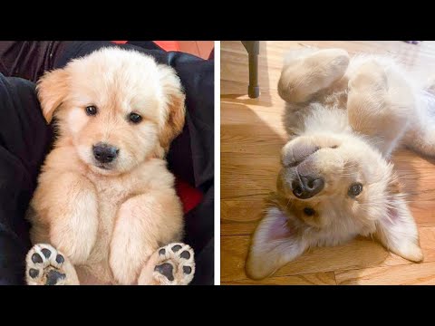 Video: 15 suņi ar visvairāk nepamatotiem ikdienas lietas fobijas
