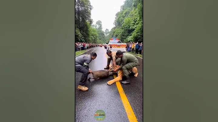 Rescue Team Saves Wild Boar From Tiger! 🐅🐗🚨 ✅