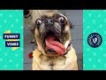 Ultimate Funny Animals Videos Compilation 2017 | Funny Vine