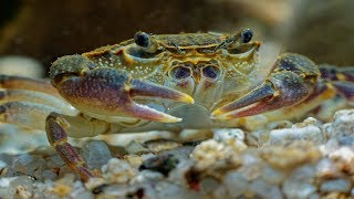 Freshwater Pom Pom Crabs - Amazing Peaceful Fully Aquatic Freshwater Crabs