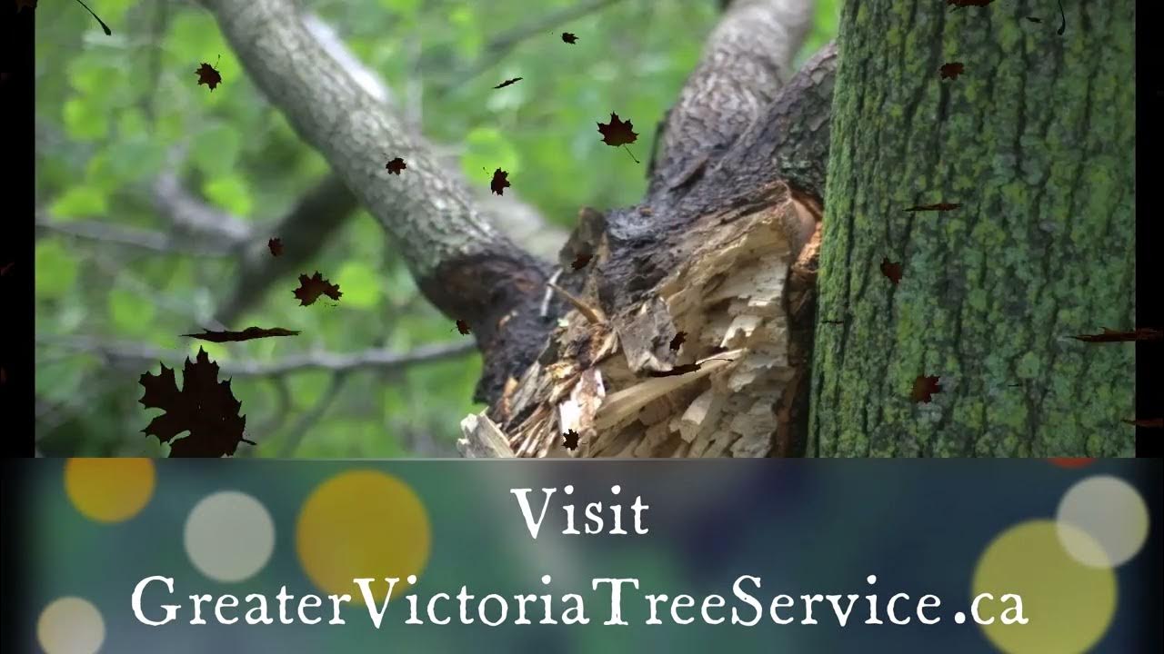 Tree Service Victoria, BC Tree Care Tree Removal Arborist YouTube