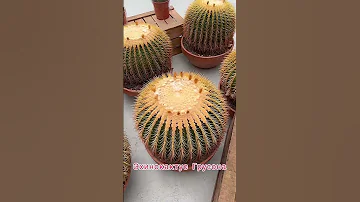 🌵Ничего себе, кактус!