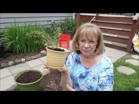 An unhappy rosemary plant🌿Critical concepts...