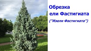 видео: Обрезка ели Фастигиата - молодой и взрослой картинка: Обрезка ели Фастигиата - молодой и взрослой