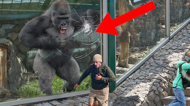 游客挑衅大猩猩，不料银背一拳打碎钢化玻璃，镜头记录下惊悚瞬间 - 天天要闻