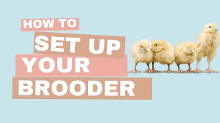 Guide: Setting Up a Chick Brooder and Welcoming New Chicks with Expert Tips! #chicks