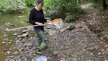 Freshwater Macroinvertebrate Sampling on the Water of Leith in Edinburgh, Scotland
