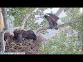 Morning with Sid, Maz and Hutch 13.06.2026 PixCams U. S. Steel Bald Eagle Camera Live view cam 1