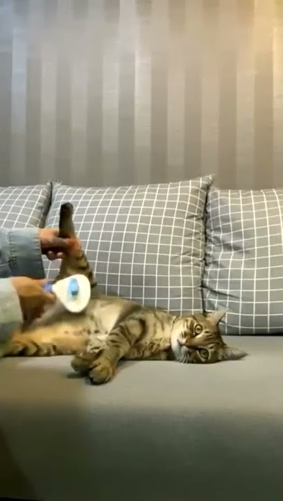 Move Move, Sweety